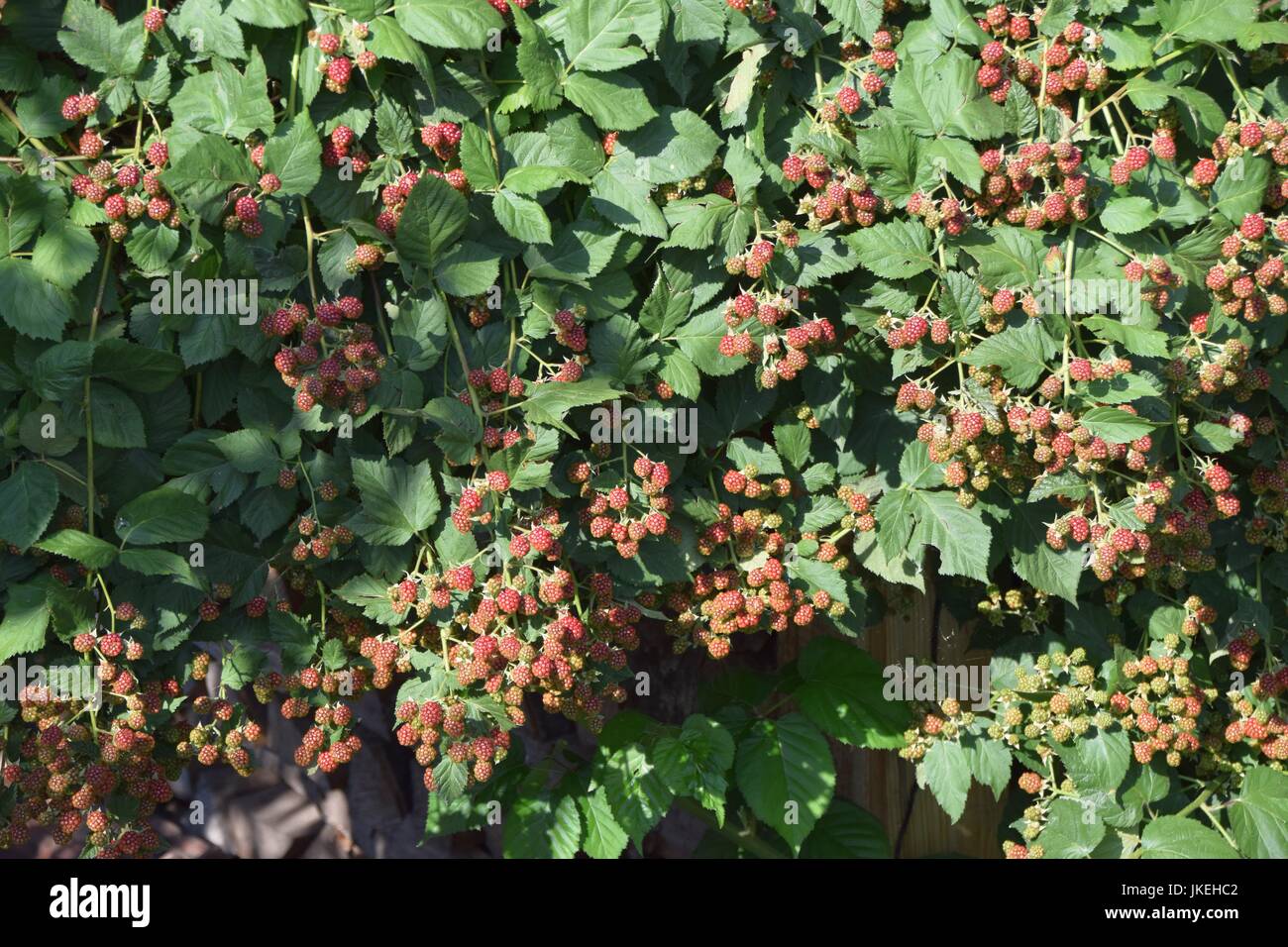 Brombeere, Brombeere, Rubus Stockfoto