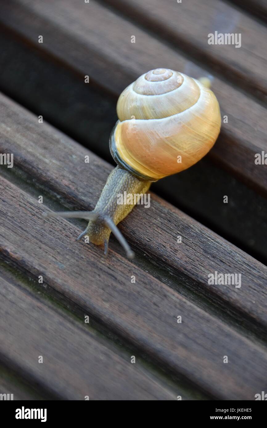 Helix Pomatia, Gastropoda, Schnecken Stockfoto