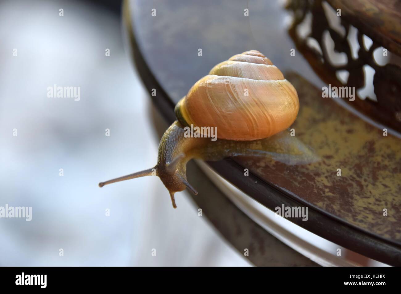 Helix Pomatia, Gastropoda, Schnecken Stockfoto