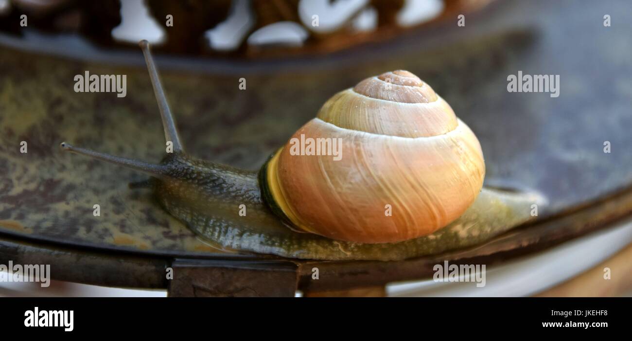 Helix Pomatia, Gastropoda, Schnecken Stockfoto