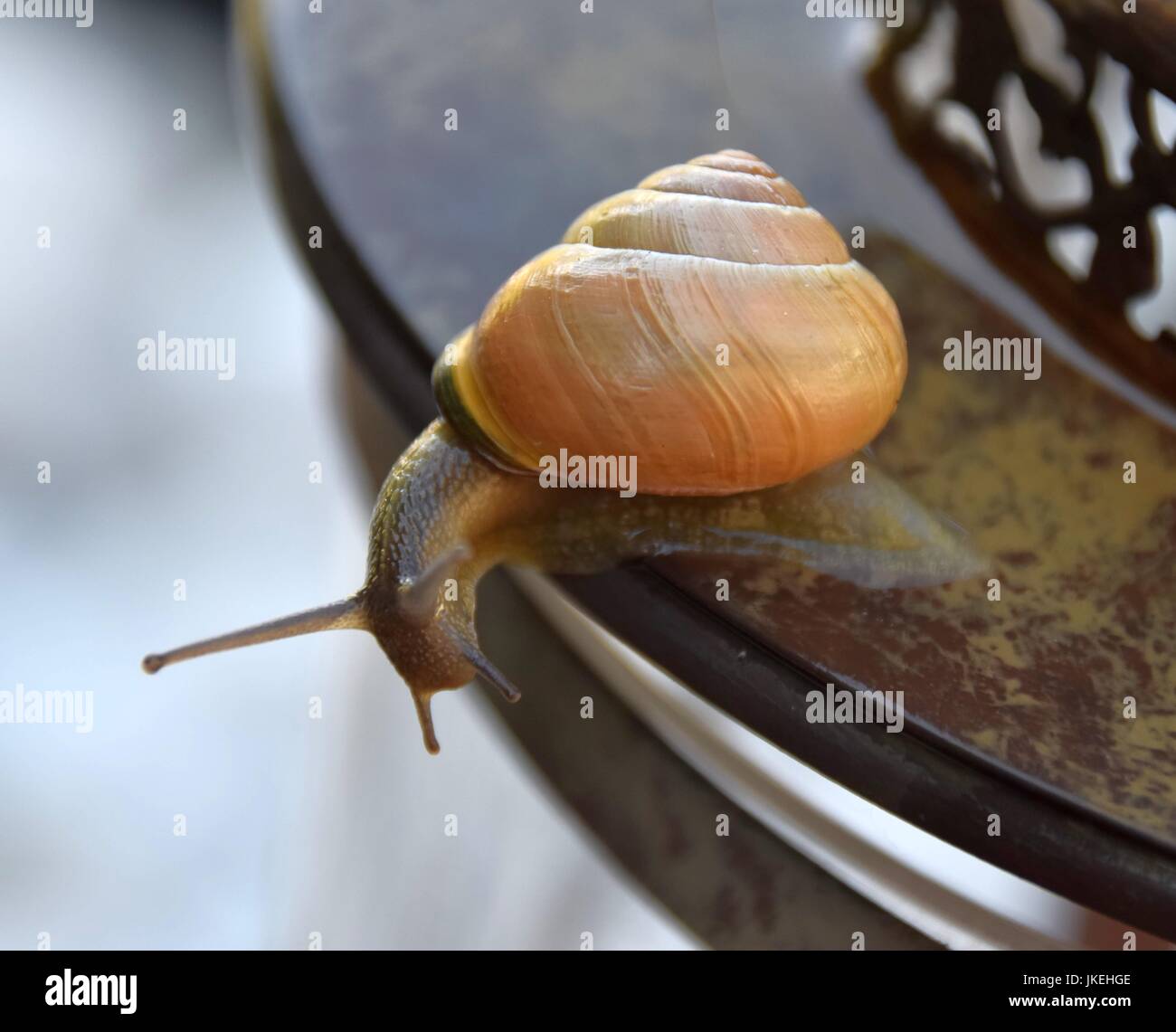 Helix Pomatia, Gastropoda, Schnecken Stockfoto