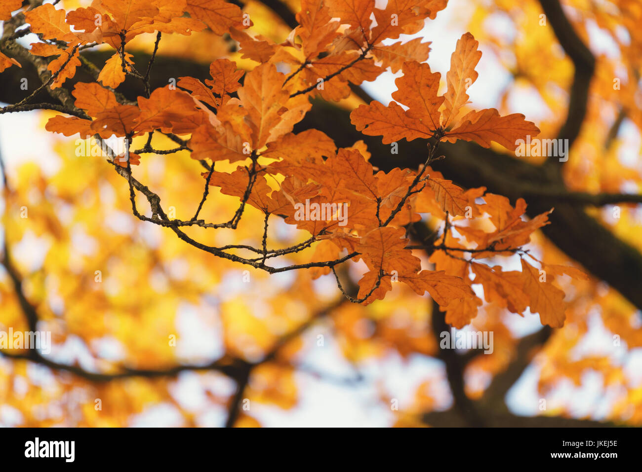 herbstliche Eiche mit Orange Blätter, Stockfoto