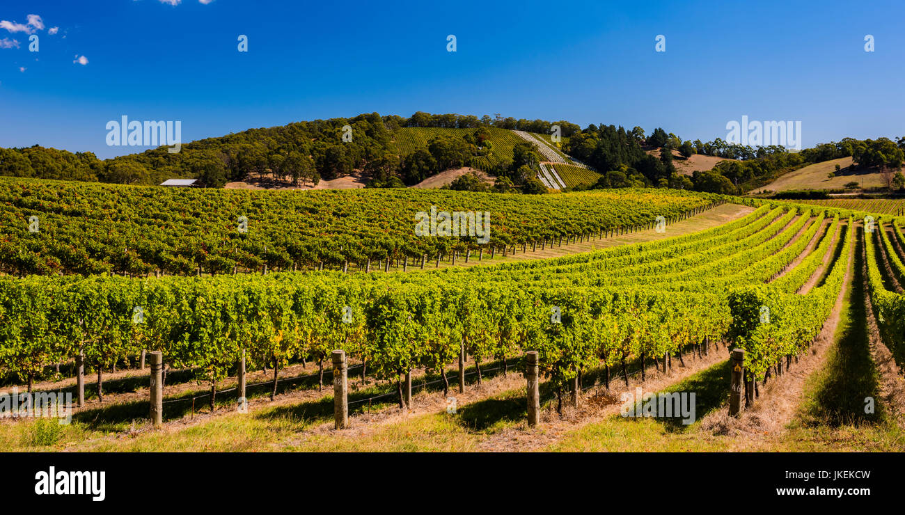 Schöne Weinberge in den Adelaide Hills, South Australia Stockfoto