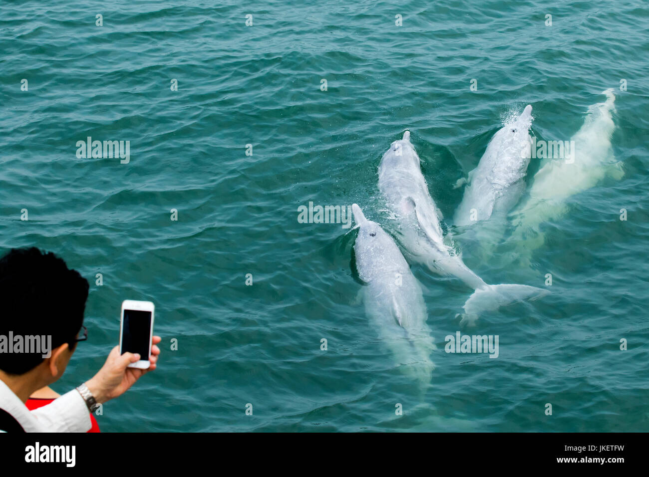 Delphin-Watchers Delfine Indo-pazifischen Buckelwal (Sousa Chinensis) in Hongkong. Stockfoto