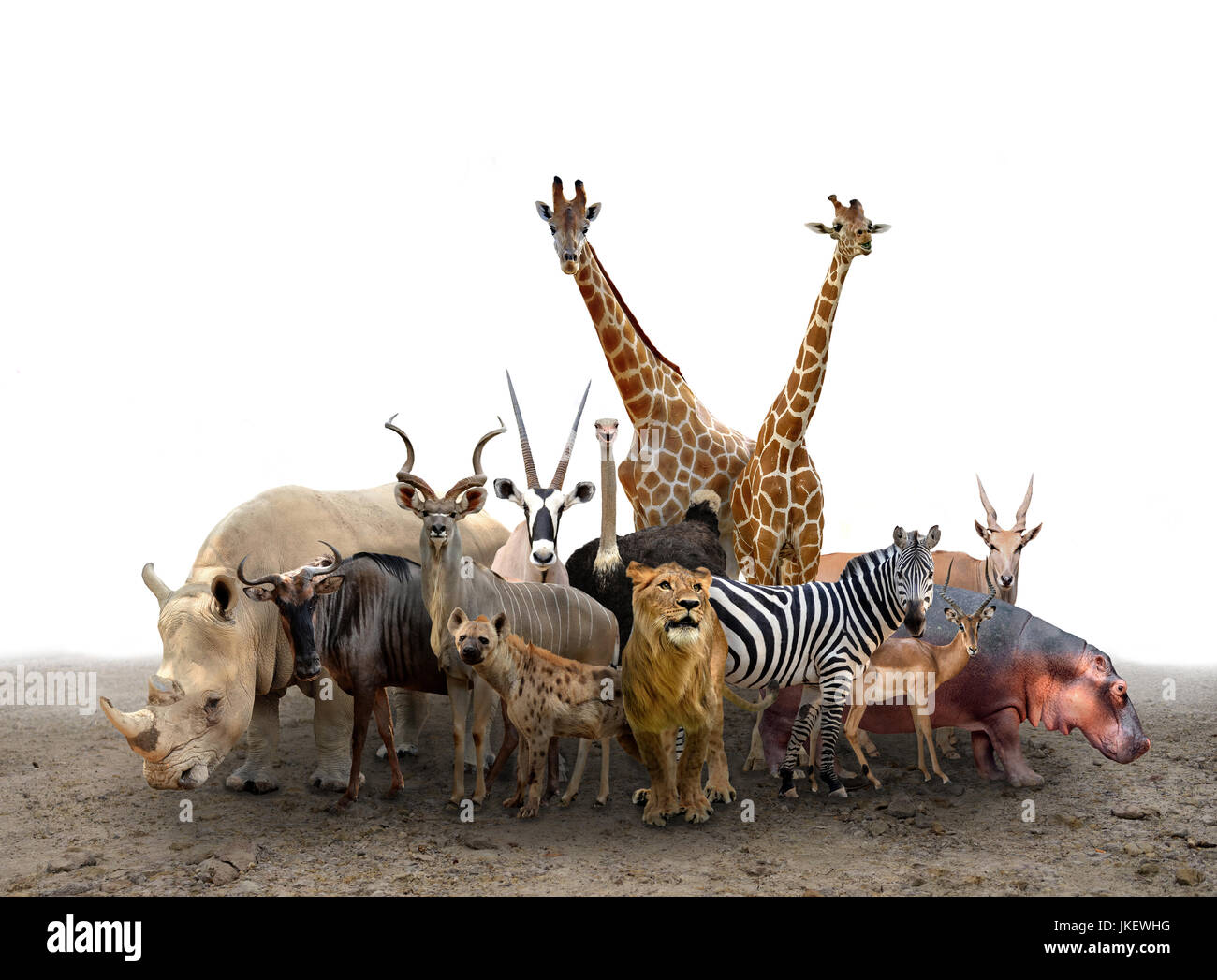 Gruppe von Afrika Tiere am Boden stehend Stockfoto
