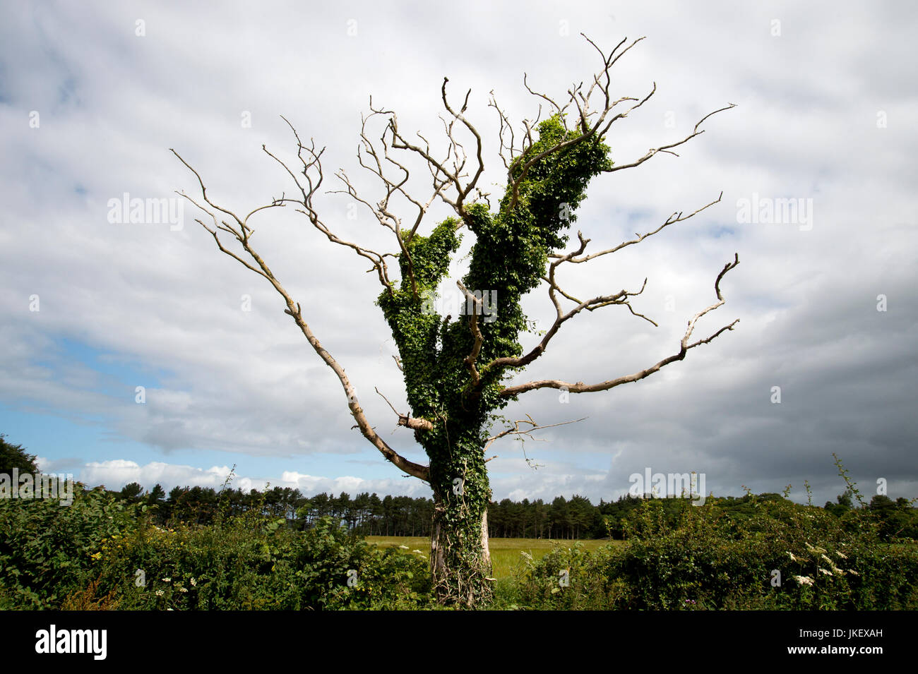 Schottland. West Kilbride. Landschaft mit einem Toten Efeu bewachsenen Baum Stockfoto