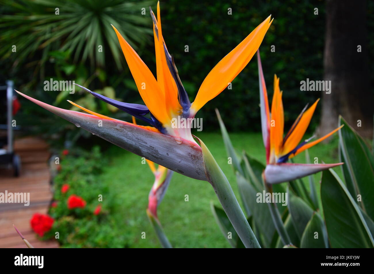 Nassen Blume (Strelitzia Reginae) Stockfoto