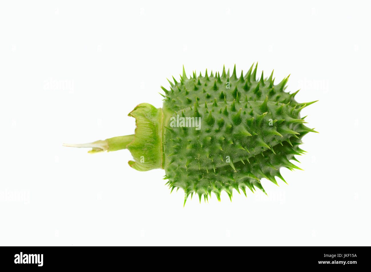 Thorn Apple, Seedhead / (Datura Stramonium) / Jimson Unkraut | Weisser Stechapfel / (Datura Stramonium) Stockfoto