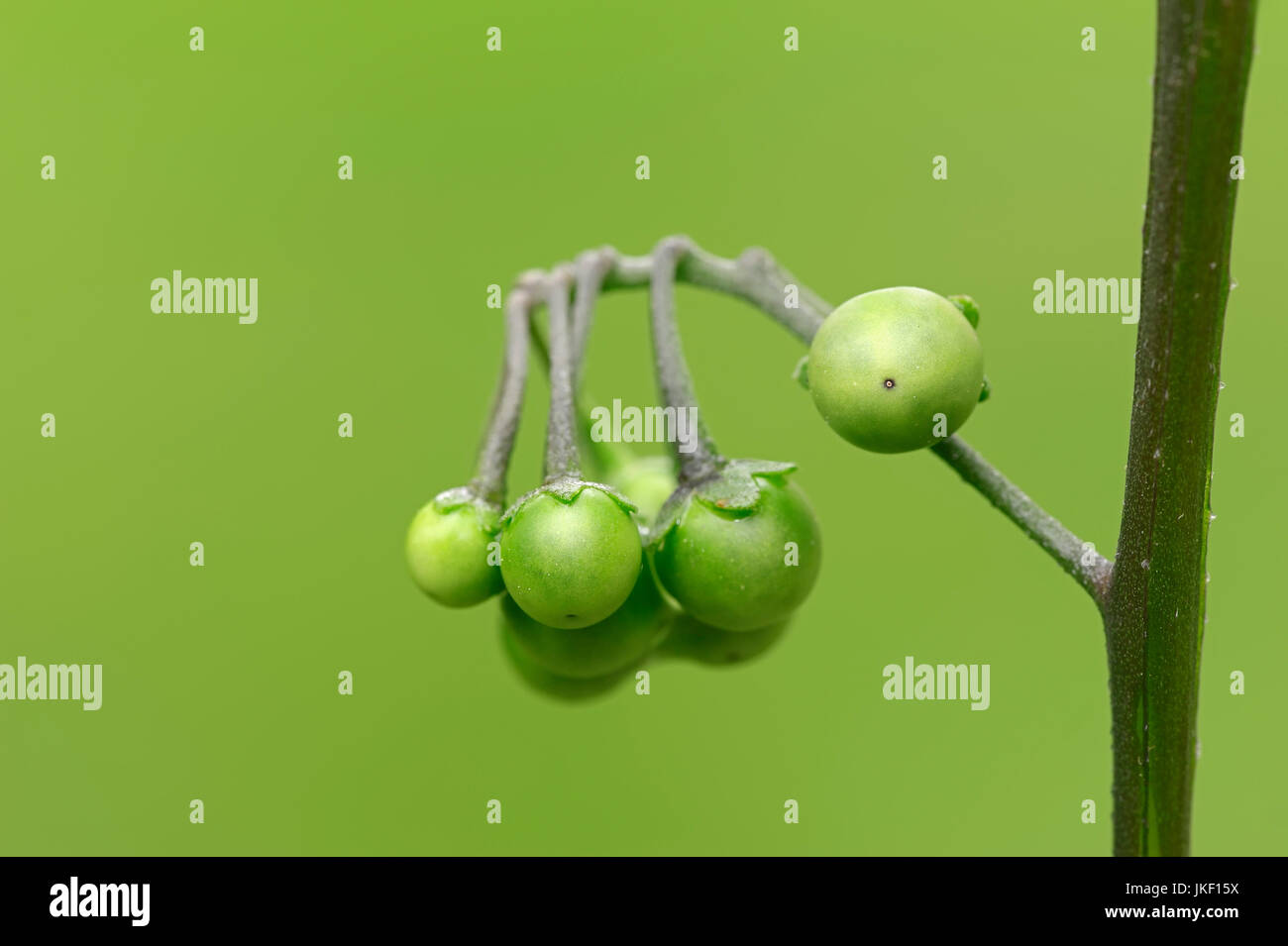 European Black Nightshade, Beeren, North Rhine-Westphalia, Deutschland / (Solanum Nigrum) Stockfoto