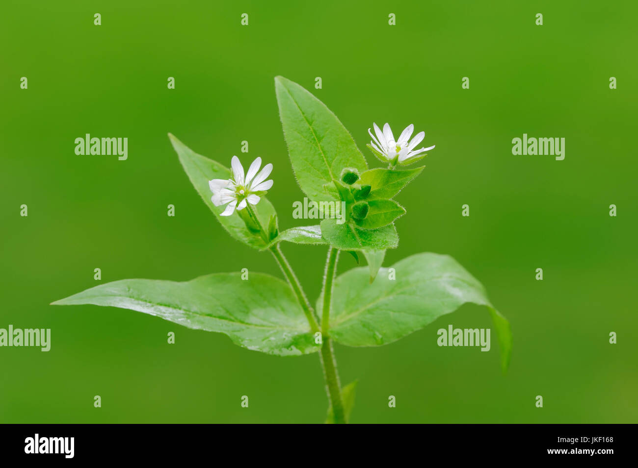 Riesige Vogelmiere, North Rhine-Westphalia, Deutschland / (Stellaria Aquatica, Myosoton Aquaticum) Stockfoto