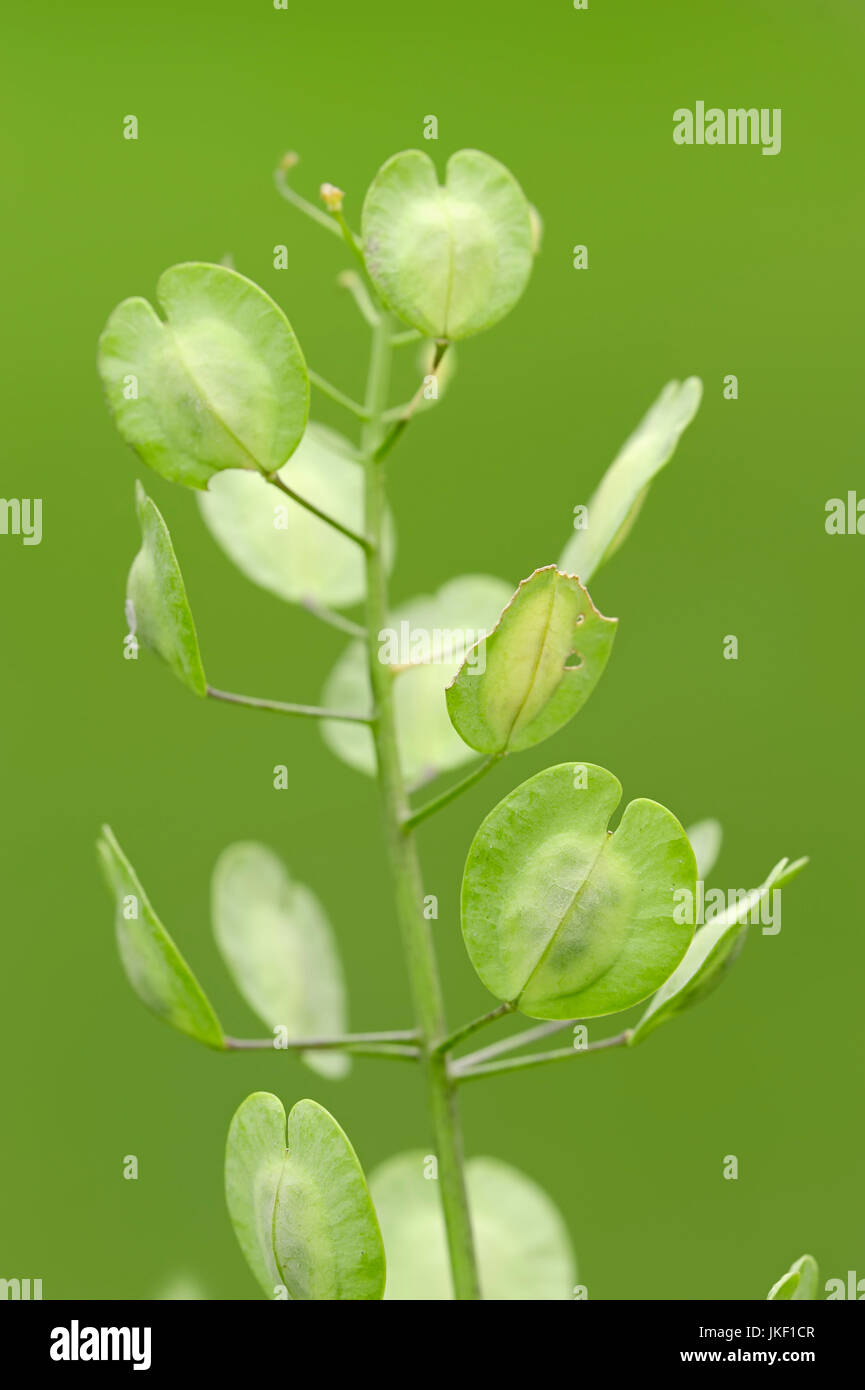 Feld Pennycress, North Rhine-Westphalia, Deutschland / (Thlaspi Arvense) / Stinkweed Stockfoto