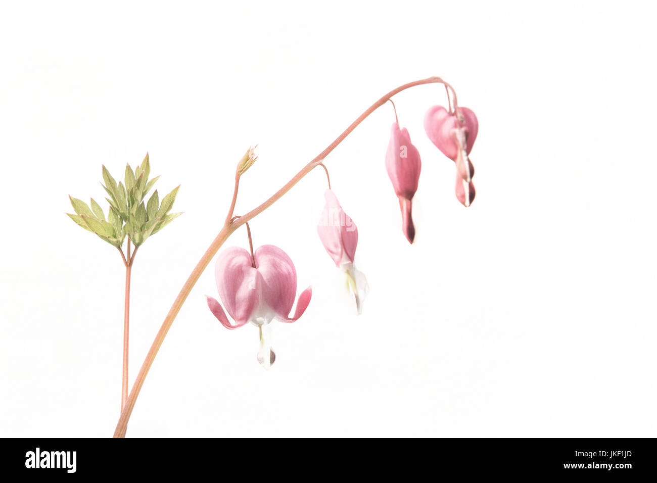 Künstlerische Blüte Stockfoto