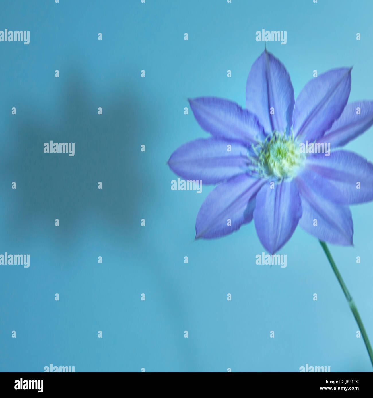 Künstlerische Blüte Stockfoto