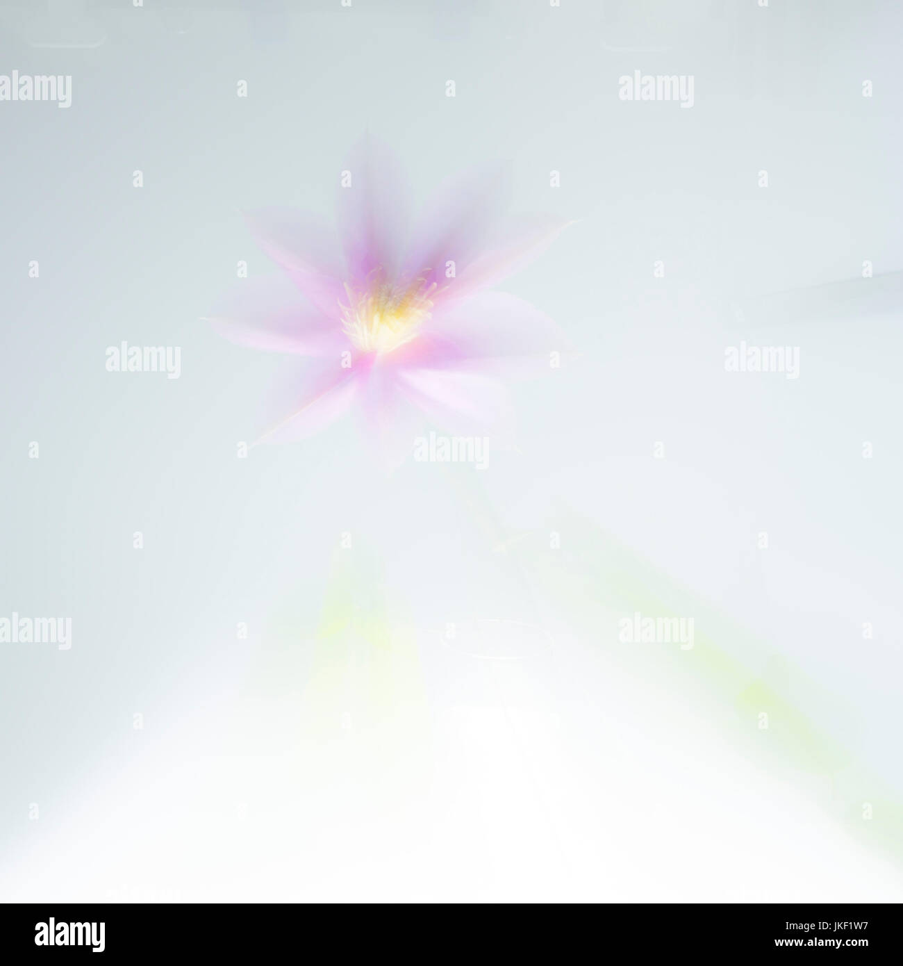 Künstlerische Blüte Stockfoto