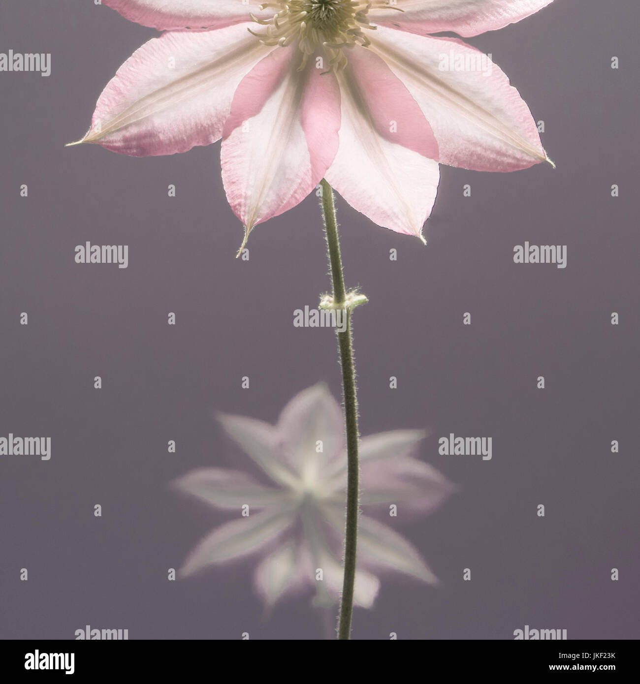 Künstlerische Blüte Stockfoto