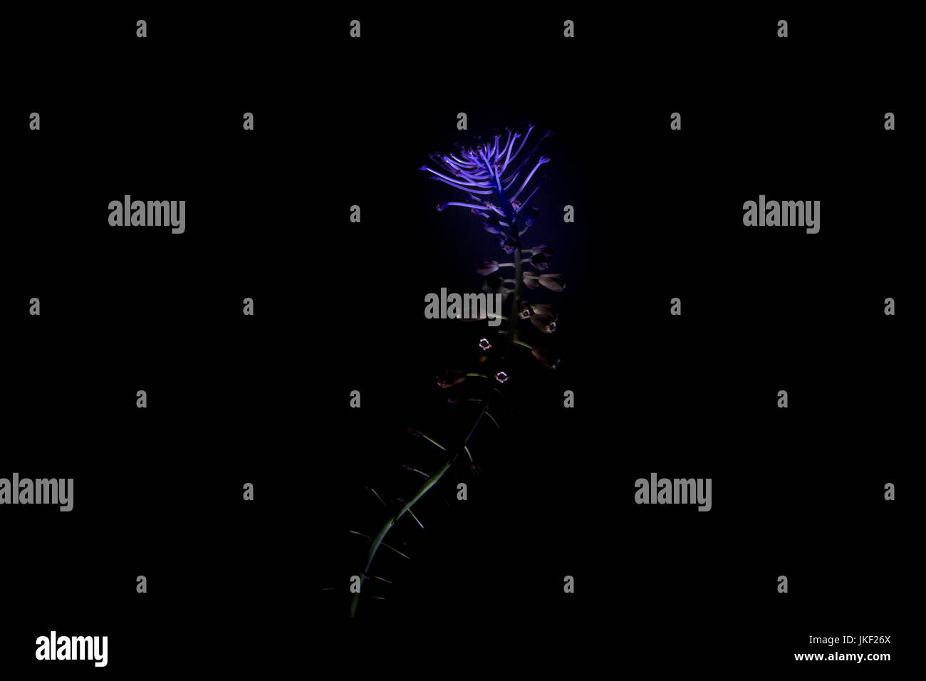 Künstlerische Blüte Stockfoto