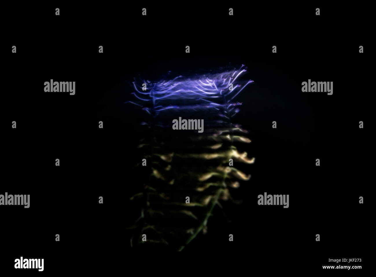 Künstlerische Blüte Stockfoto