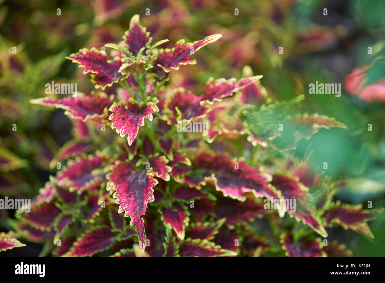 Plectranthus scutellarioides, Coleus blumei Solenostemon scutellarioides üppige rote Blätter mit farbigen Kanten Coleus Sky Fire Stockfoto