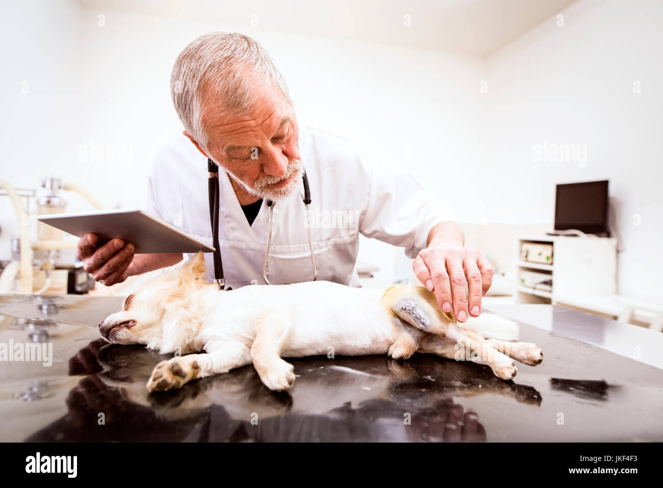Leitender Tierarzt mit Tablet Prüfung verletzt Hund in Klinik Stockfoto