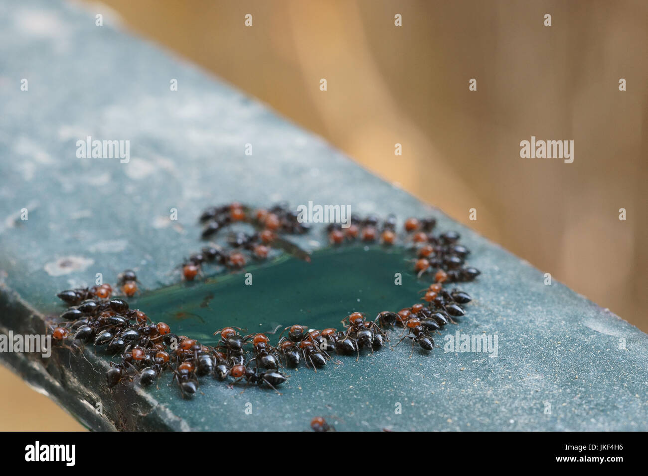 Red Wood Ameisen (Formica Rufa) Erwachsene Arbeitnehmer trinken auf Eisen substain Stockfoto