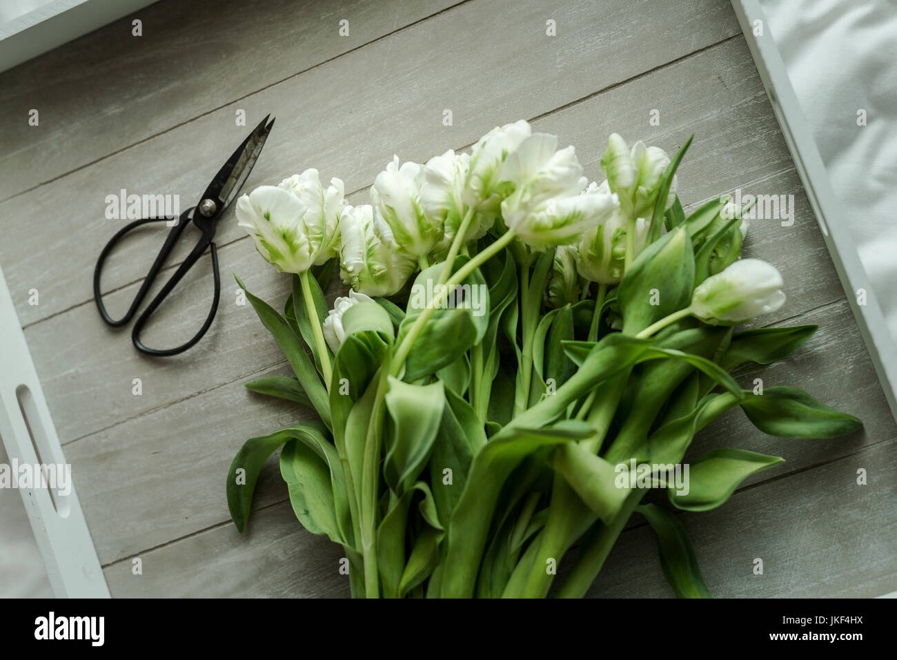 Tulpen, Tulpen, Frühling, Frühblüher, weiss Stockfoto