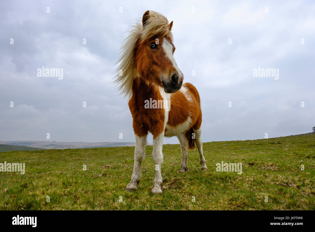 Dartmoor-Pony, Dartmoor Nationalpark, Devon, England, Großbritannien Stockfoto