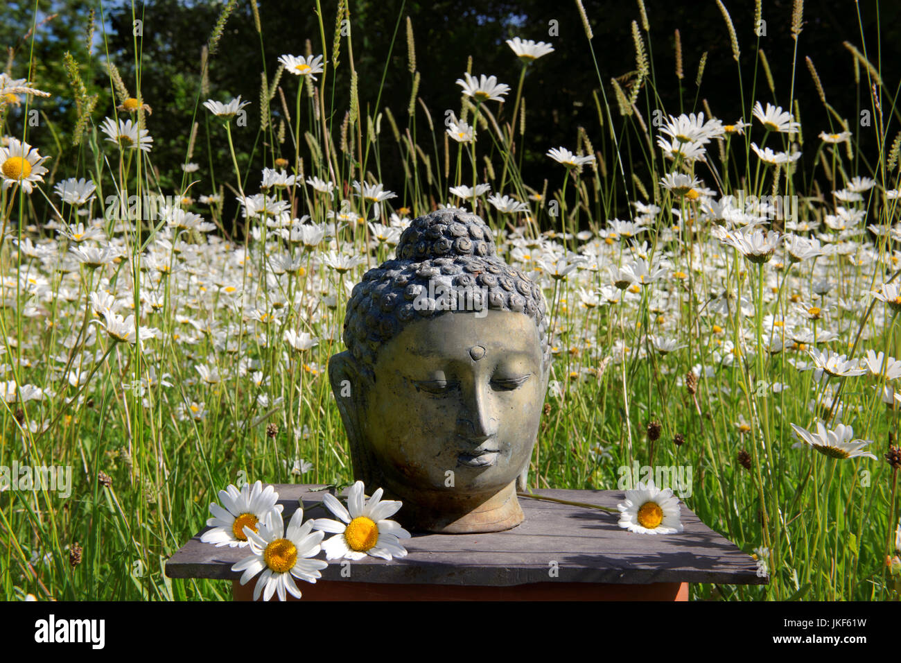 Buddha-Kopf auf informelle Altar in Wiese mit Gänseblümchen Ochsen-Auge. Garten-Schrein, Juni, Sommer Stockfoto