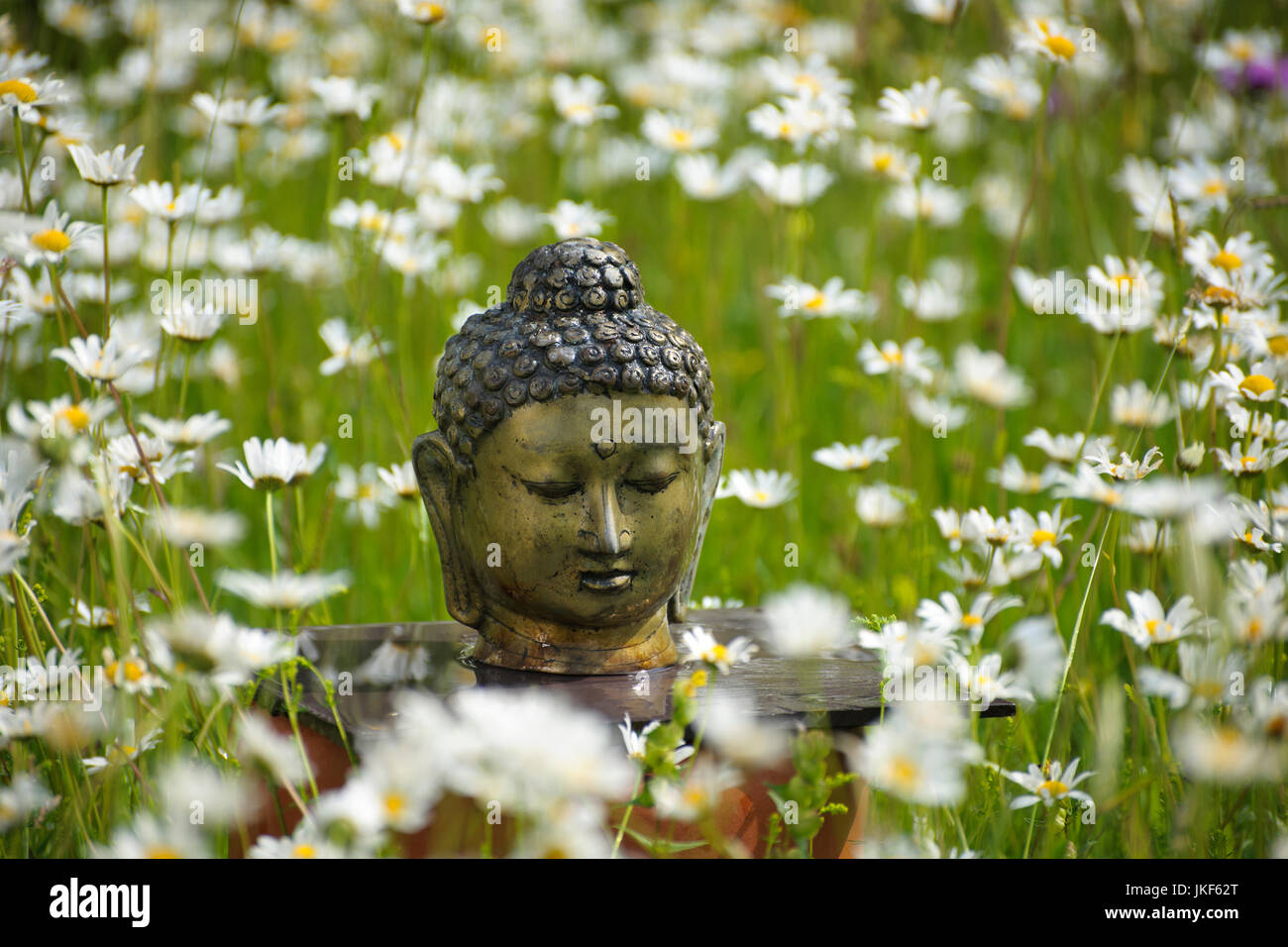 Buddha-Kopf auf informelle Altar in Wiese mit Gänseblümchen Ochsen-Auge. Garten-Schrein, Juni, Sommer Stockfoto