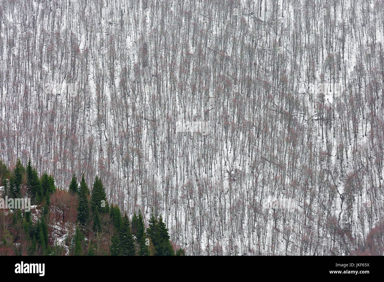 Bäume im Winter in den Bergen des Kaukasus, Georgien. Stockfoto
