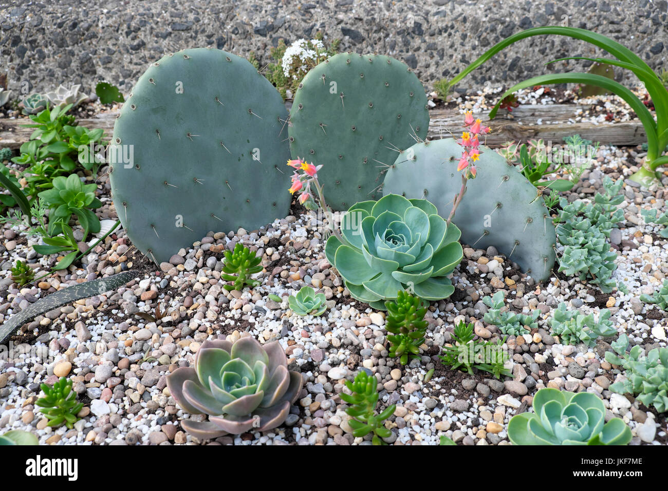 Kakteen und Aeonium Lauch Zimmerpflanzen wachsen in Kies Container im  kleinen Garten auen Barbican Estate Wohnungen in Stadt von London UK KATHY  DEWITT Stockfotografie - Alamy
