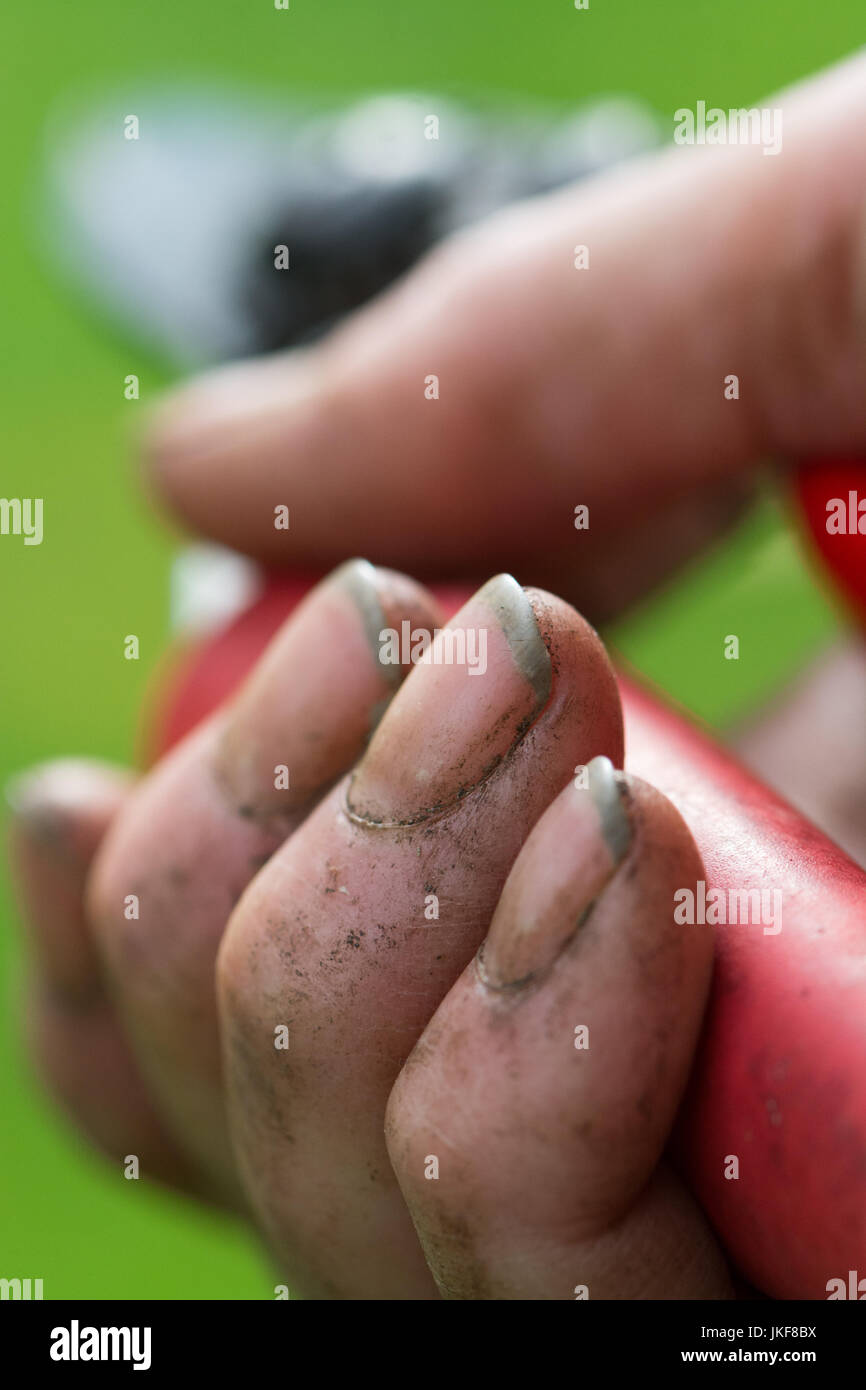 Gartenarbeit Hände mit Dreck unter den Fingernägeln holding Gartenschere Stockfoto