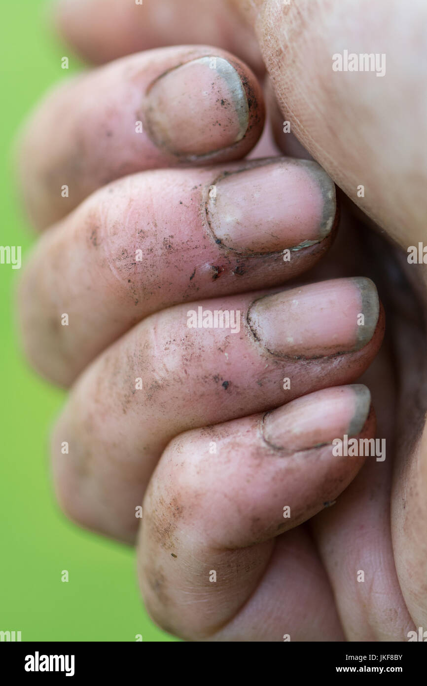 Gartenarbeit Hände mit Dreck unter den Fingernägeln Stockfoto