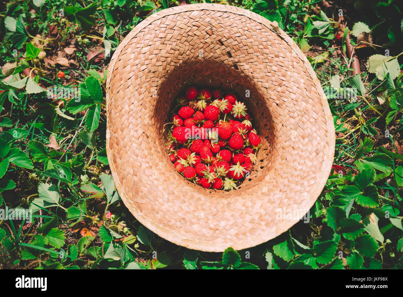 Stroh Hut voller Erdbeeren auf erdbeerfeld Stockfoto