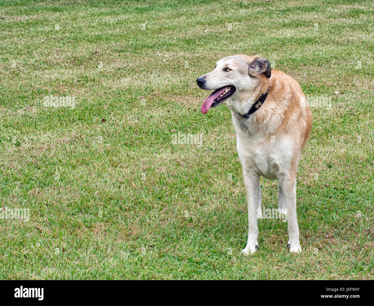 Niedliche Haustier. Brauner Hund mit Halsband. Kein Blei. Stockfoto