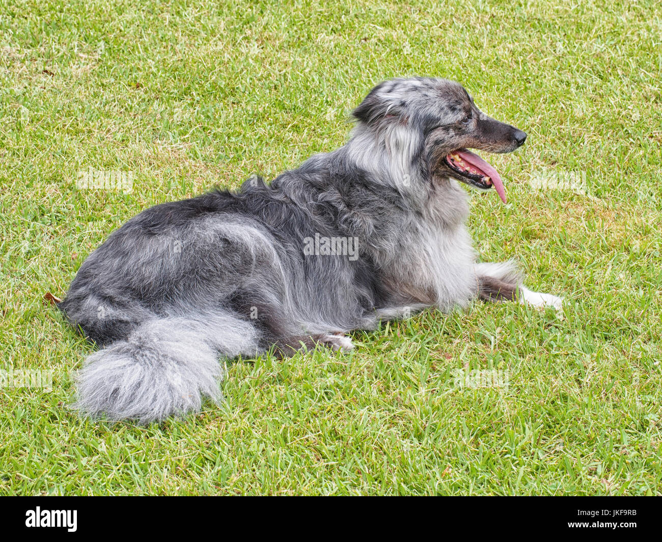 Grauer Hund. Tatsächlich deaktiviert - können nicht drei Beine- aber Sie wirklich sehen, dass hier! Stockfoto