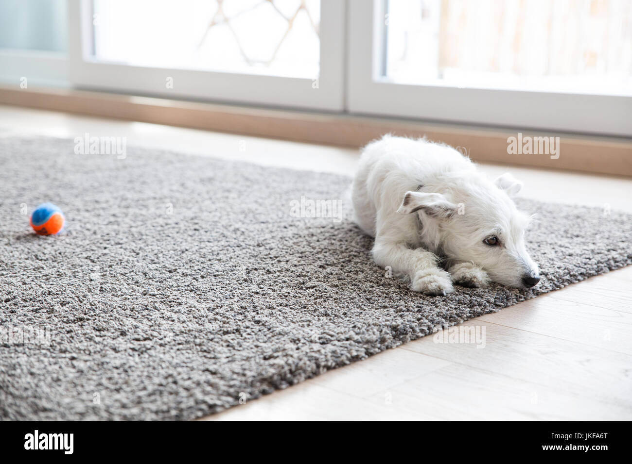 Kleine Hund liegend auf dem Teppich im Wohnzimmer Stockfoto