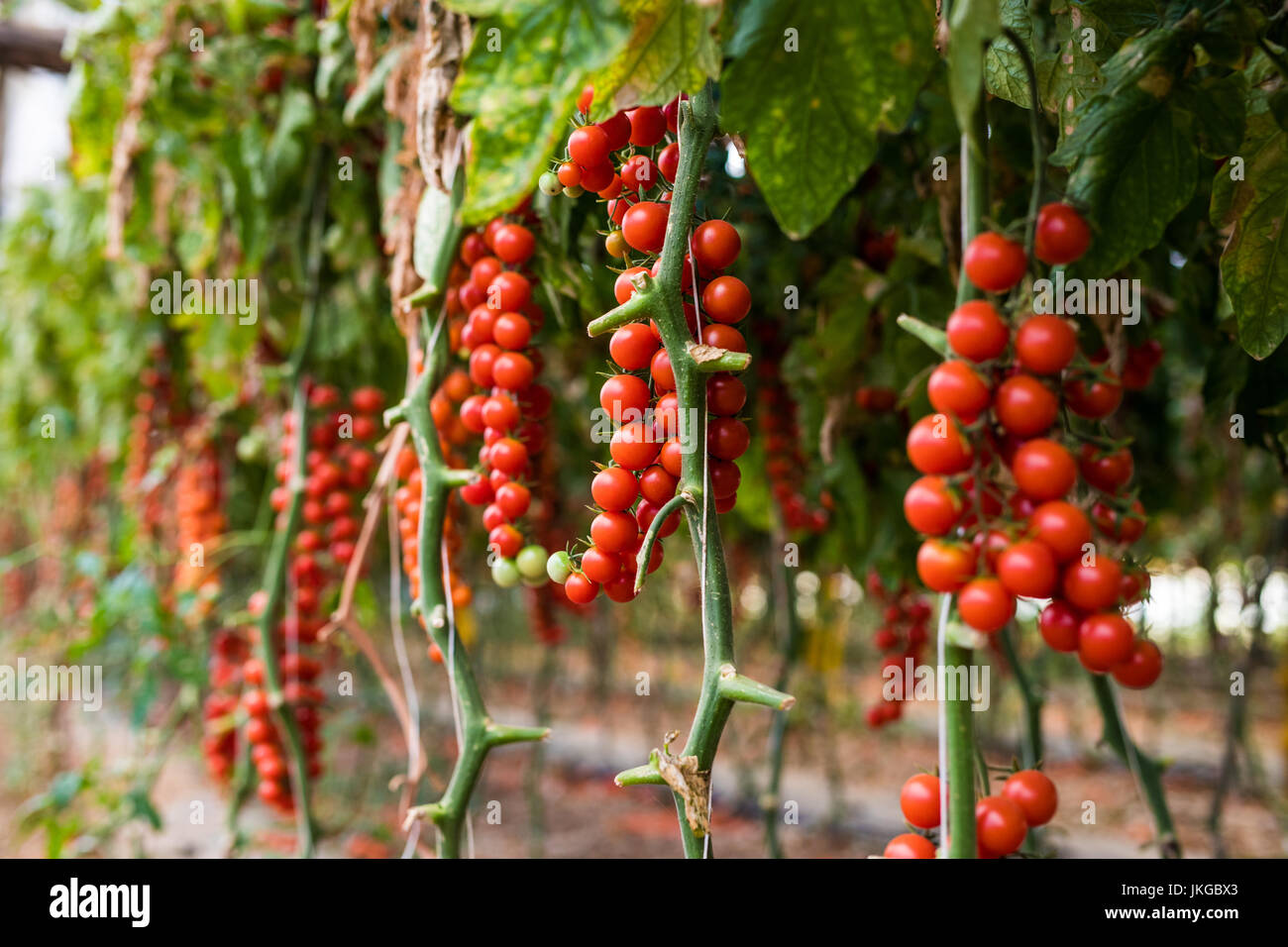 Pflanzen Im Gewachshaus Cherry Tomaten Wachsen Landwirtschaft