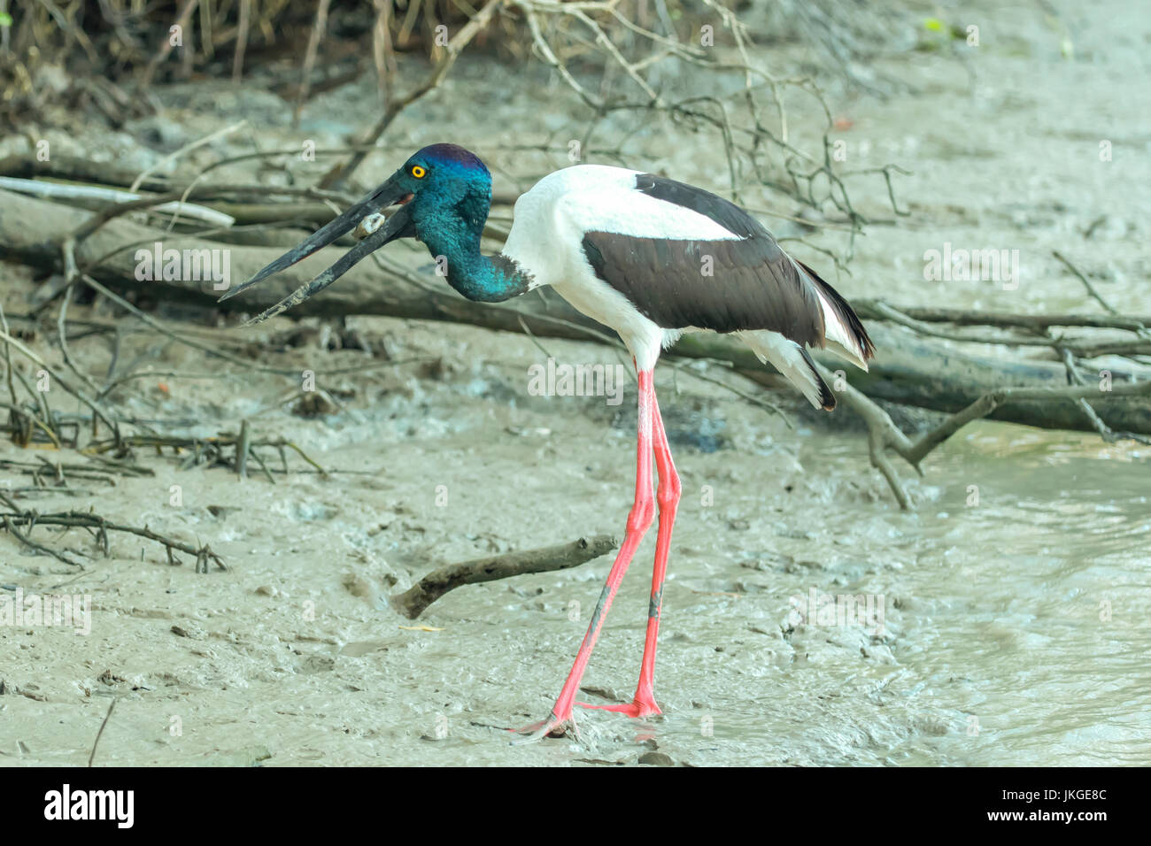 Schwarz-necked Storch, Nahrung Asiaticus bei Karumba, Queensland, Australien Stockfoto