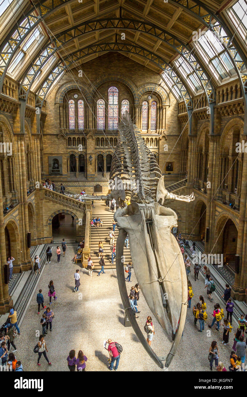 Hoffe die riesigen Blauwal Skelett, Balaenoptera musculus von der Decke auf die herrliche Hintze Halle ausgesetzt am Natural History Museum. Stockfoto
