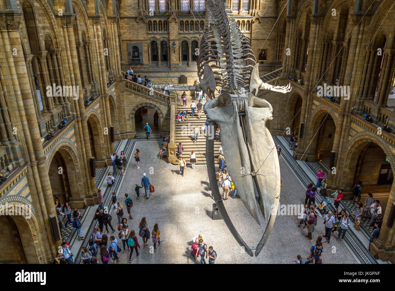 Hoffe die riesigen Blauwal Skelett, Balaenoptera musculus von der Decke auf die herrliche Hintze Halle ausgesetzt am Natural History Museum. Stockfoto