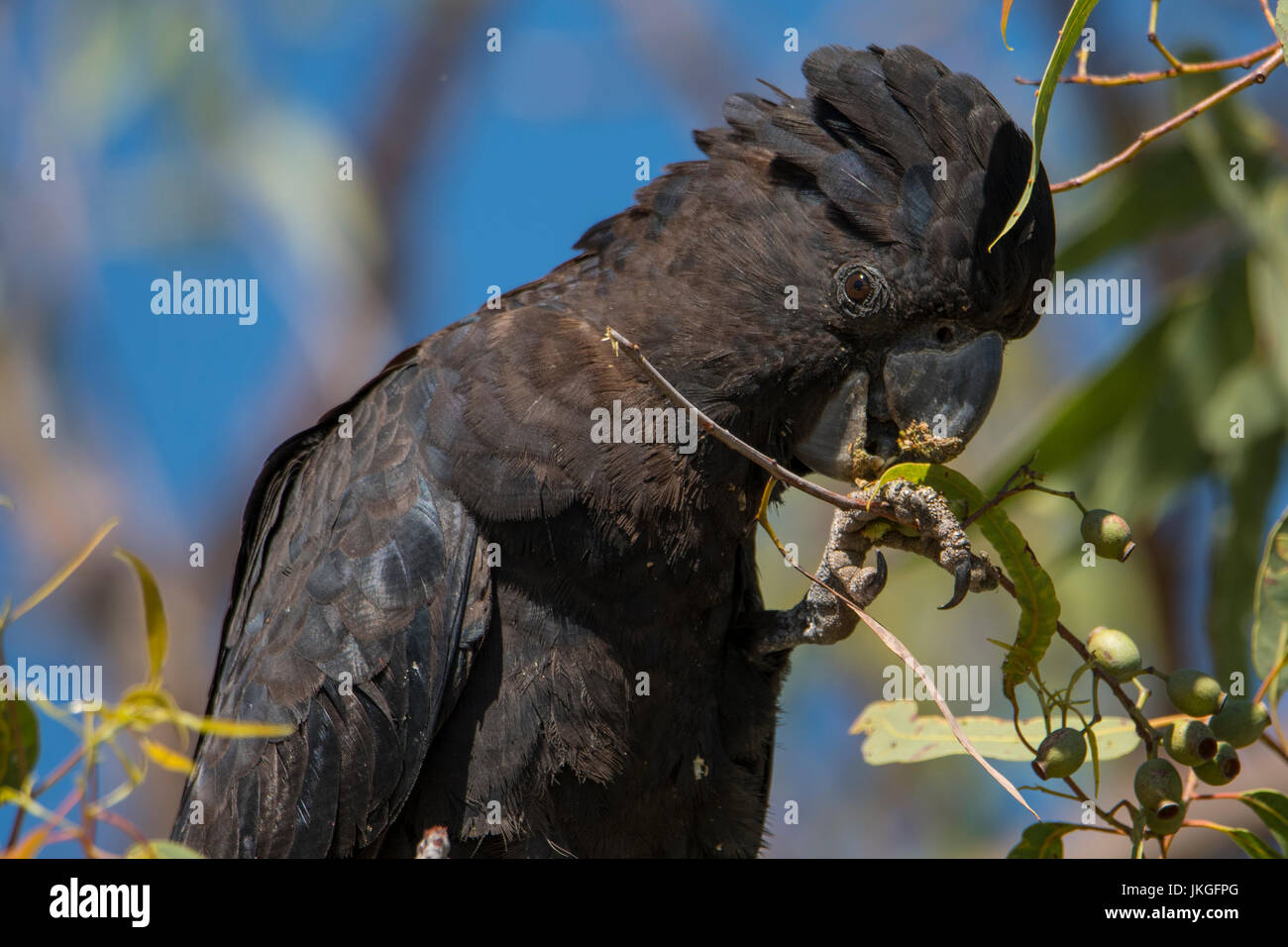 Red-tailed Black Cockatoo, Calyptorhynchus Banksii in Cobbold Gorge, Queensland, Australien Stockfoto