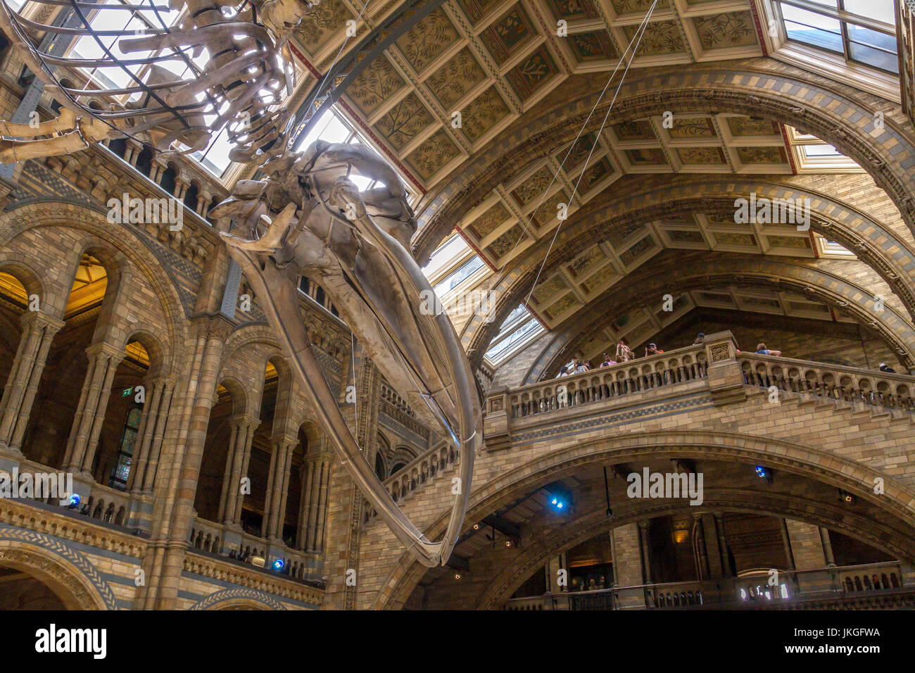 Ich hoffe, der riesige Blauwal Skeleton, Balaenoptera musculus, hängt von der Decke in der Hintze Hall im Natural History Museum, London, Großbritannien Stockfoto