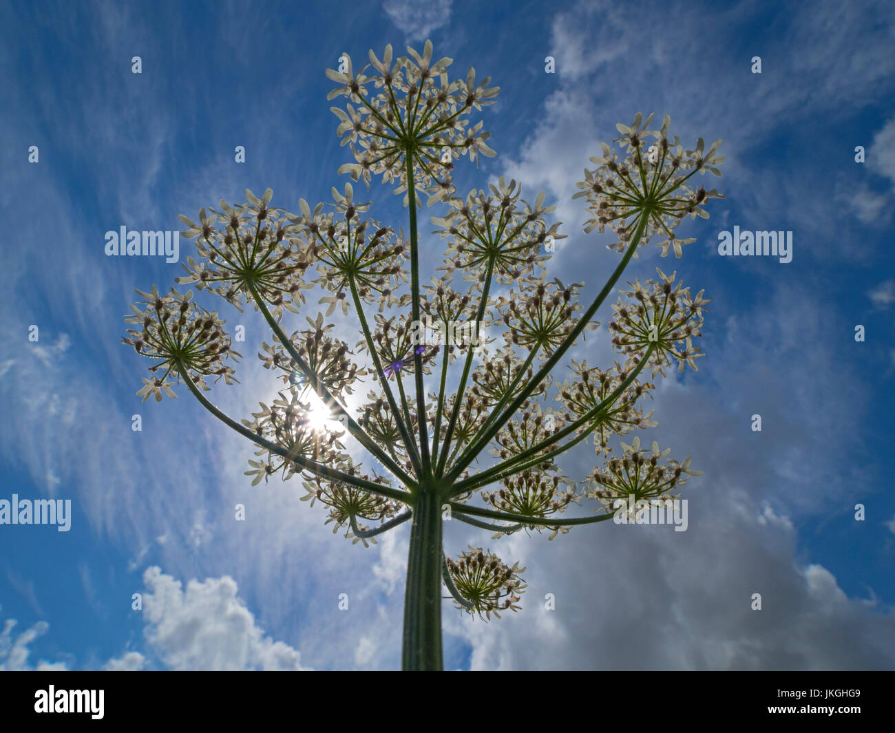 Kuh Petersilie Anthriscus sylvestris Stockfoto