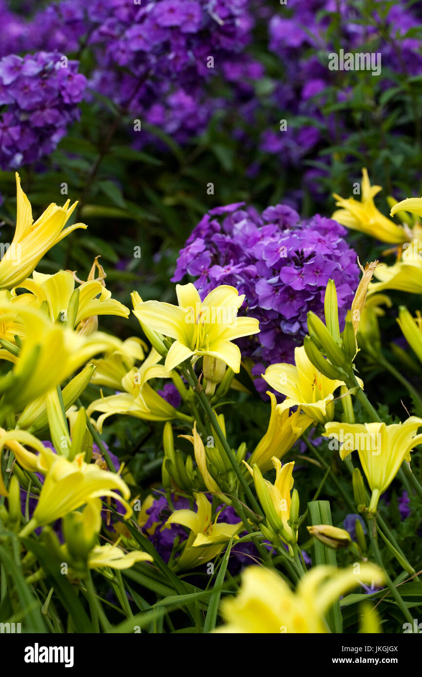 Hemerocallis 'Marion Vaughan"und Phlox Blumen im Garten. Stockfoto