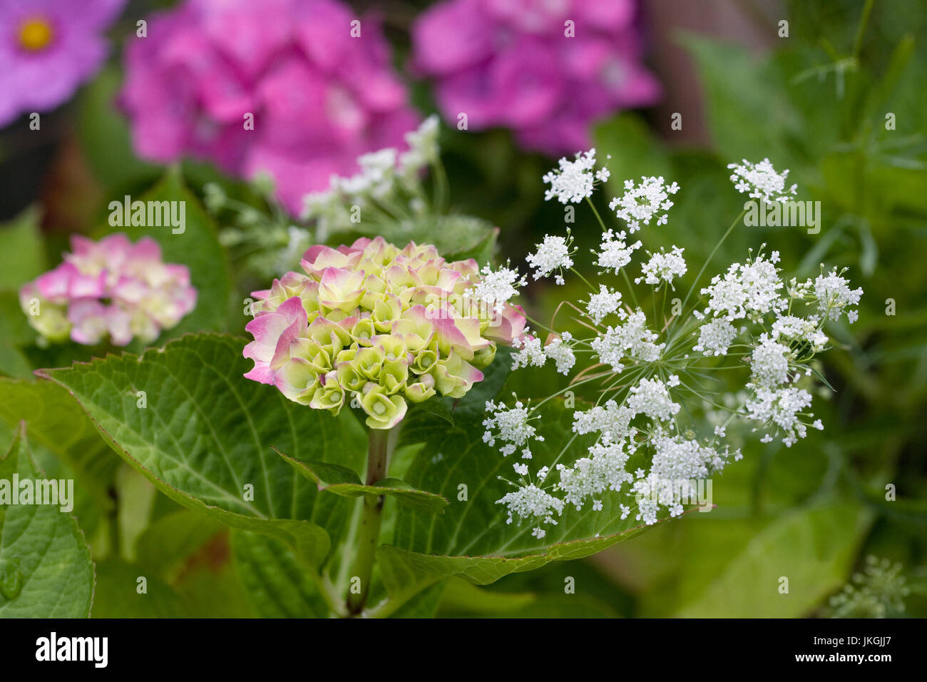 Hortensie und Ammi Majus Blumen im Garten. Stockfoto