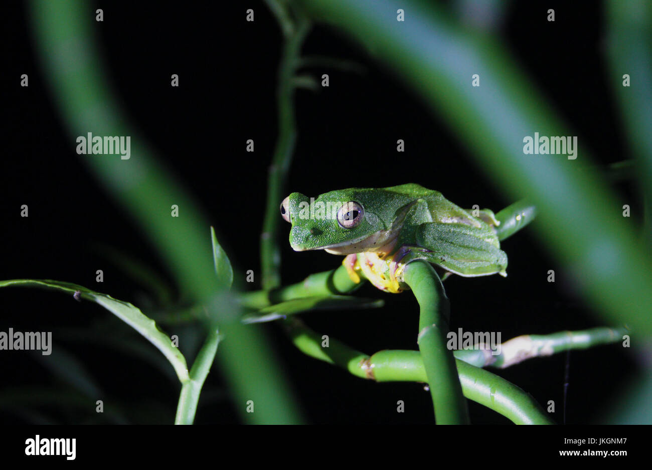 Malabar gleiten Frosch Stockfoto