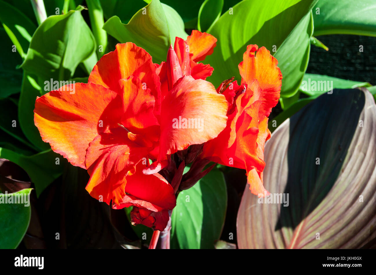 Canna Kreta Stockfotos und bilder Kaufen Alamy