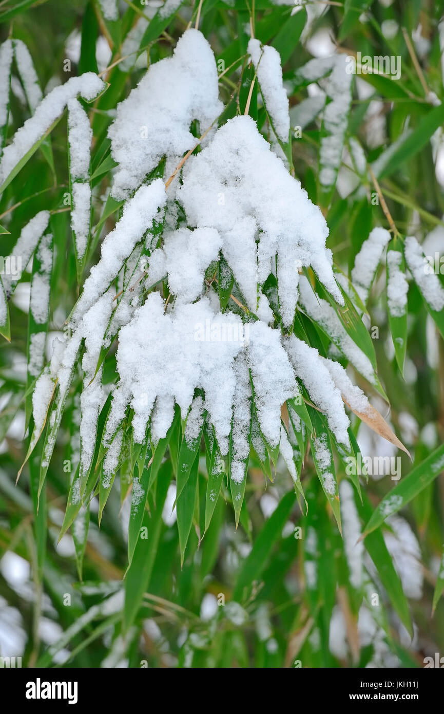 Bambus schnee -Fotos und -Bildmaterial in hoher Auflsung  Alamy