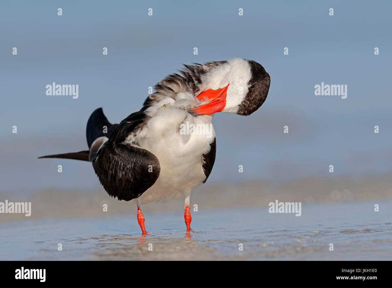 Schwarz-Skimmer, Florida, USA / (Rynchops Niger) | Schwarzmantel-Scherenschnabel, Florida, USA Stockfoto