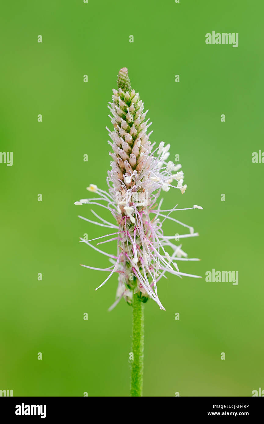 Hoary Plantain, Bavaria, Germany / (Plantago Media) | Mittlerer Wegerich, Bayern, Deutschland / (Plantago Media) Stockfoto